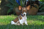 dog, puppy, small