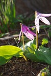 flowers, japanese dog's tooth violet, hokkaido