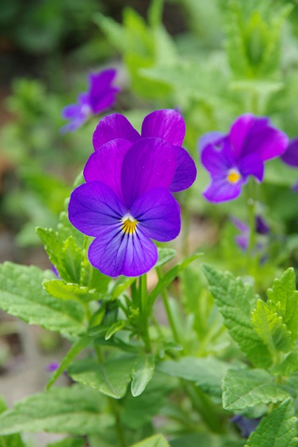 Free Sunflowers Violets photo and picture