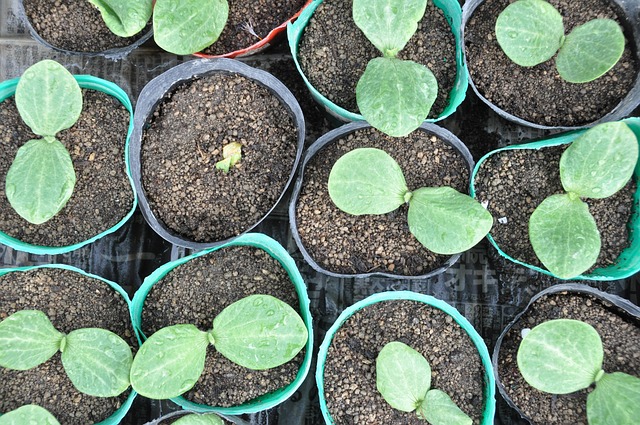 Free Bud Seedlings photo and picture