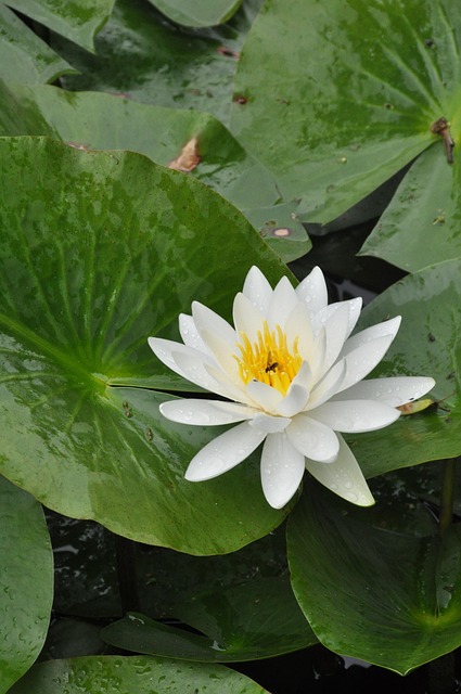 Free Lotus Flowers photo and picture
