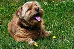 dog, terrier, small dog