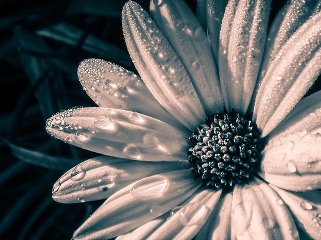 Free Flower Raindrops photo and picture