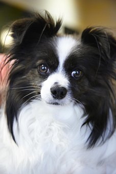 100以上の無料パピヨン 犬画像