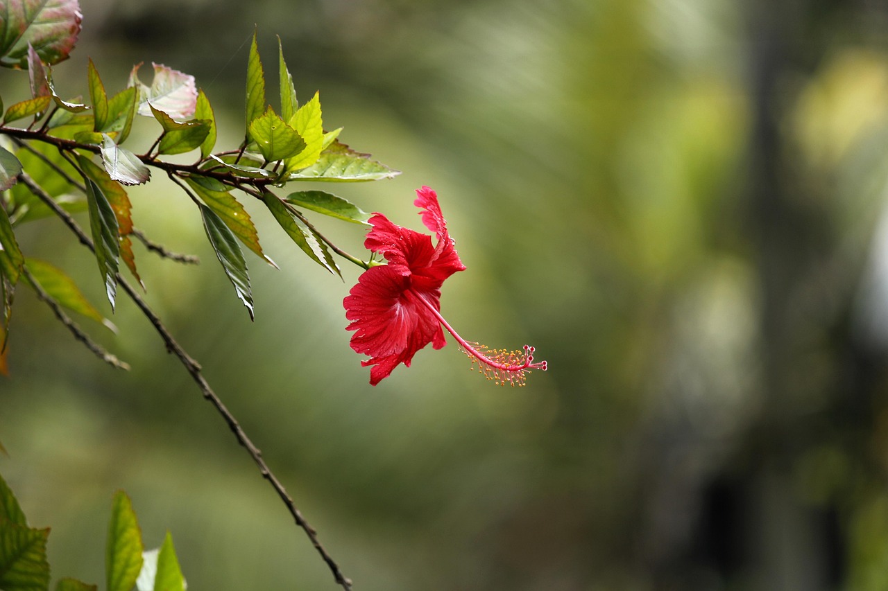 hibiscus-2492623_1280.jpg