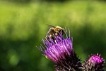 bee, flower, insect