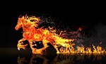 fire horse, horse running, wastage