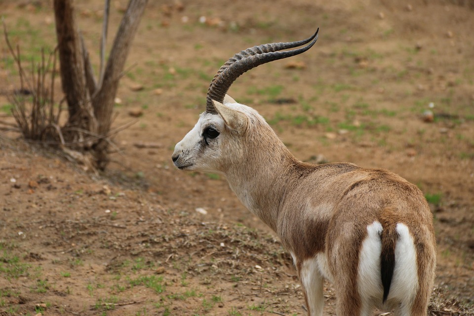 Gazelle Rusa Hewan Foto Gratis Di Pixabay