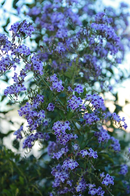 Free Geisha Purple Flower photo and picture