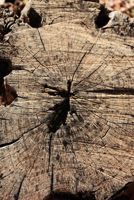 Free Stump Dead Stump photo and picture