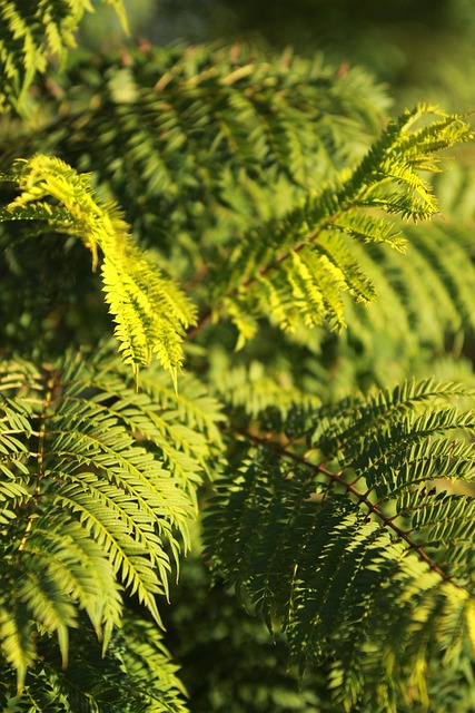 Free Jacaranda Green photo and picture