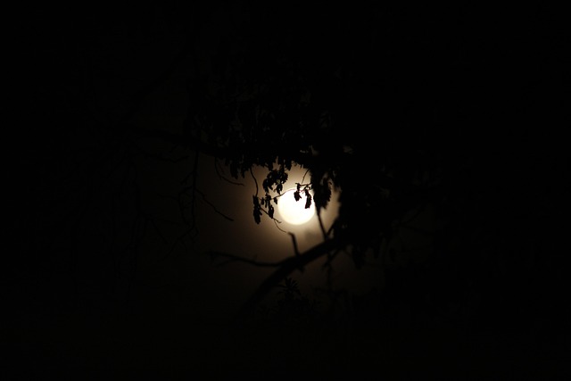 Free Sky Moon photo and picture