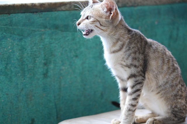 Free Animal Cat photo and picture