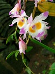 plant, ppt material, dendrobium