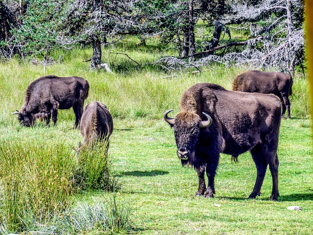 Bison, Taurau, Styrke, Natur, Brutal