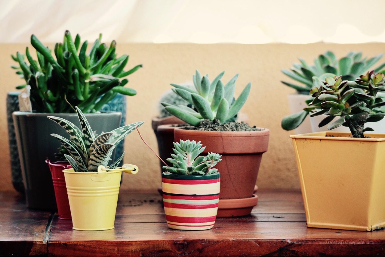 Fat Plants - free online jigsaw puzzle photo
