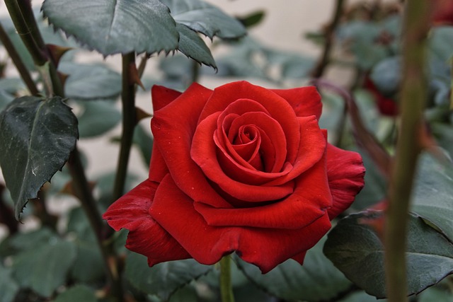 Rosa, Amor, Romance, Flor Rosa, Rojo