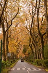 autumn, forest, woods