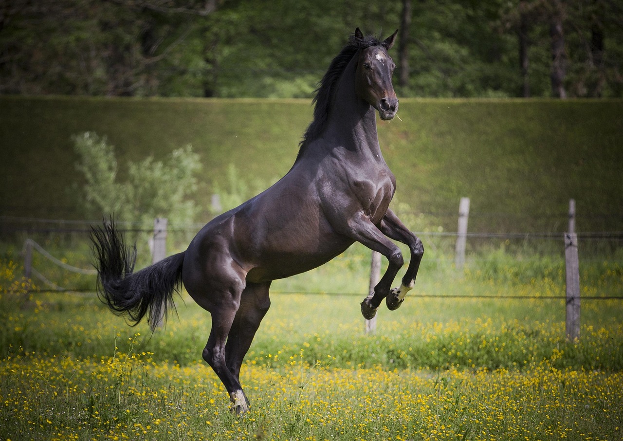 Xpo - free online jigsaw puzzle photo