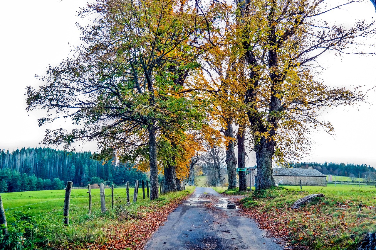 Fall - free online jigsaw puzzle photo