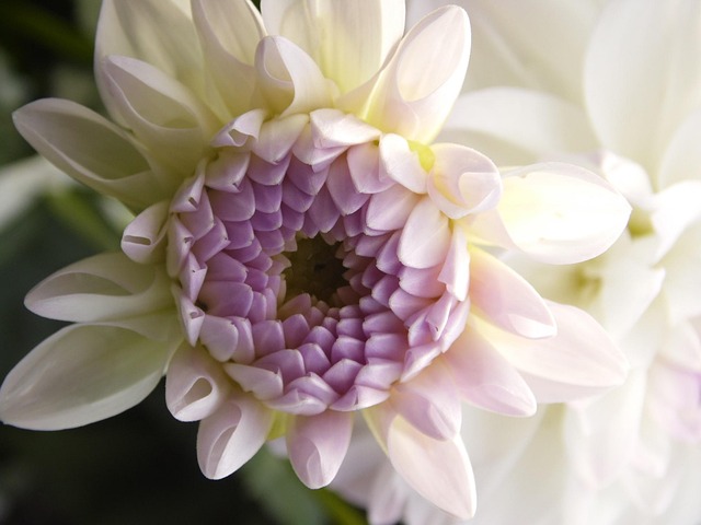 Free Dahlia Dahlias photo and picture