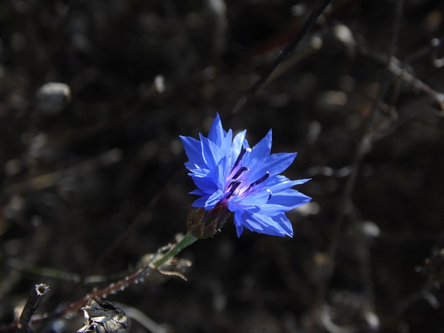 Free Blossom Bloom photo and picture