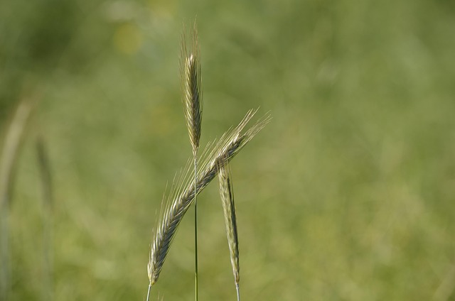 Free Grain Schleswig-Holstein photo and picture