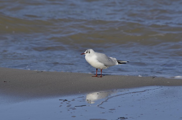 Free Gull Boltenhagen photo and picture