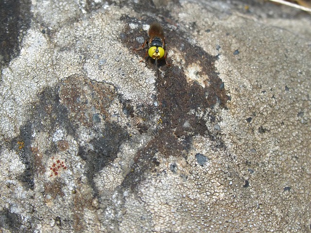 Free Syrphid False Bee photo and picture