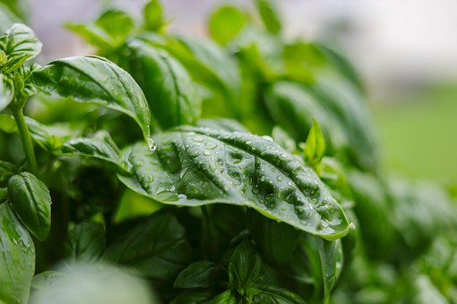 Free Basil Nature photo and picture