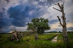 landscape, nature, trees
