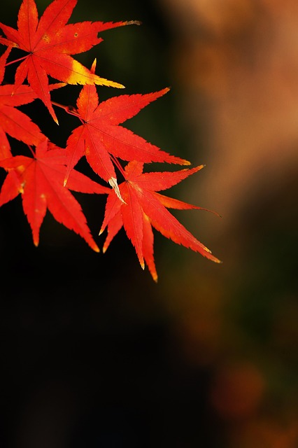 Free Free Plant photo and picture