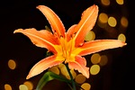 flower, orange, isolated