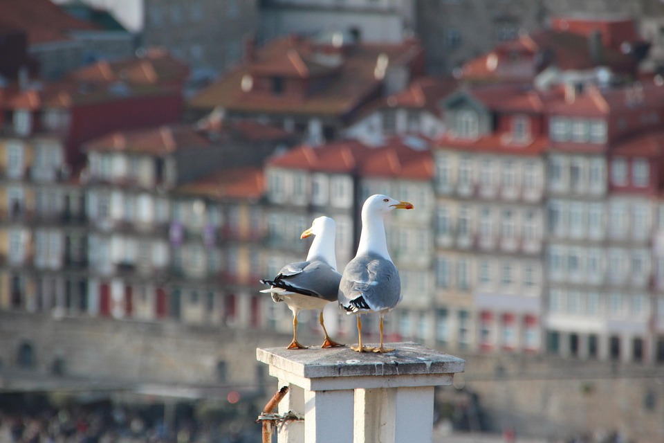 Unearthing Porto: 10 Hidden Gems You Can’t Miss!