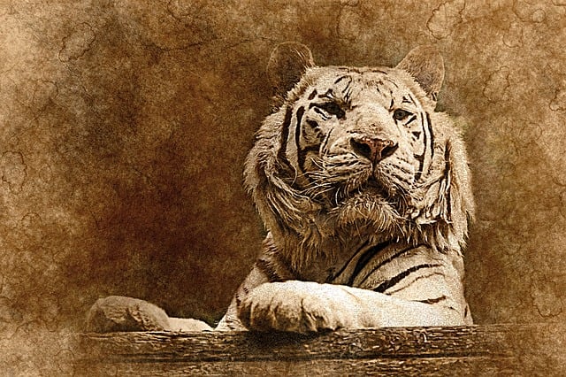 Download free HD stock image of Tiger White Tiger Free tiger white tiger animal illustration