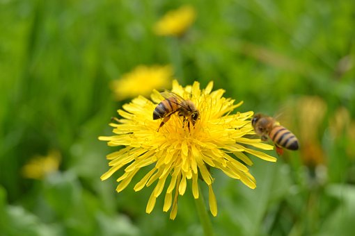 Abejas, Flor, Insecto, Amarillo