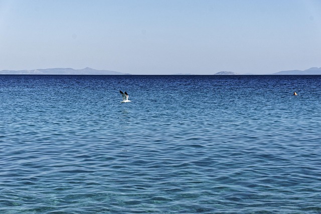 Gaviota, Volador, Naturaleza, Libertad