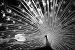 showoff, pattern, feather