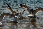 animal, sea, beach