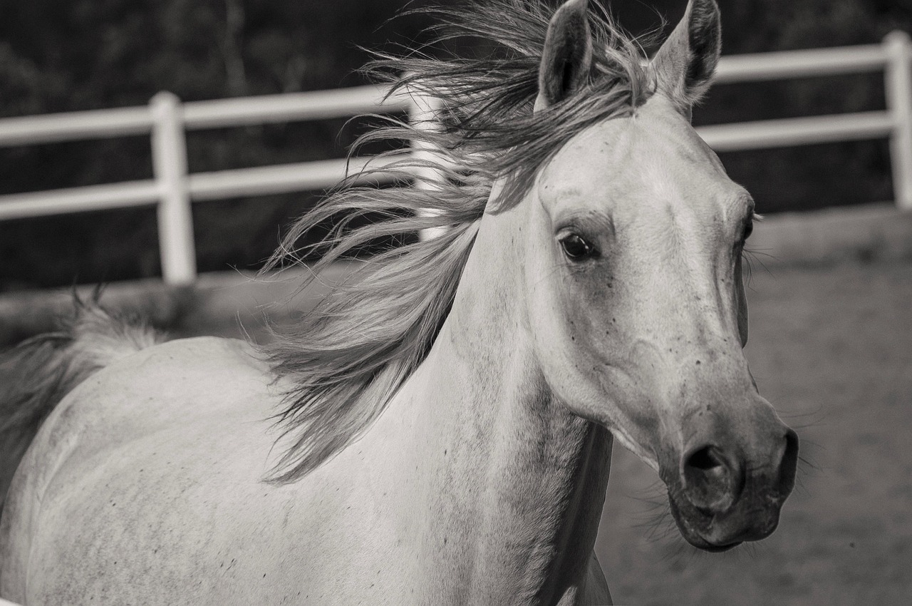 Horse - free online jigsaw puzzle photo