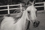 horse, animal, equine