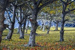 forest, trees, mato