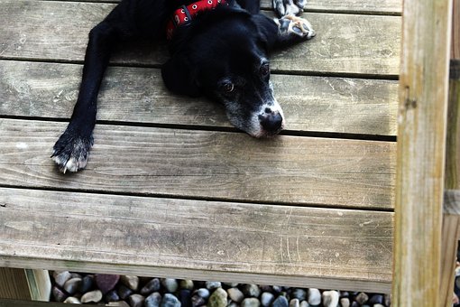 Free Animal Dog photo and picture