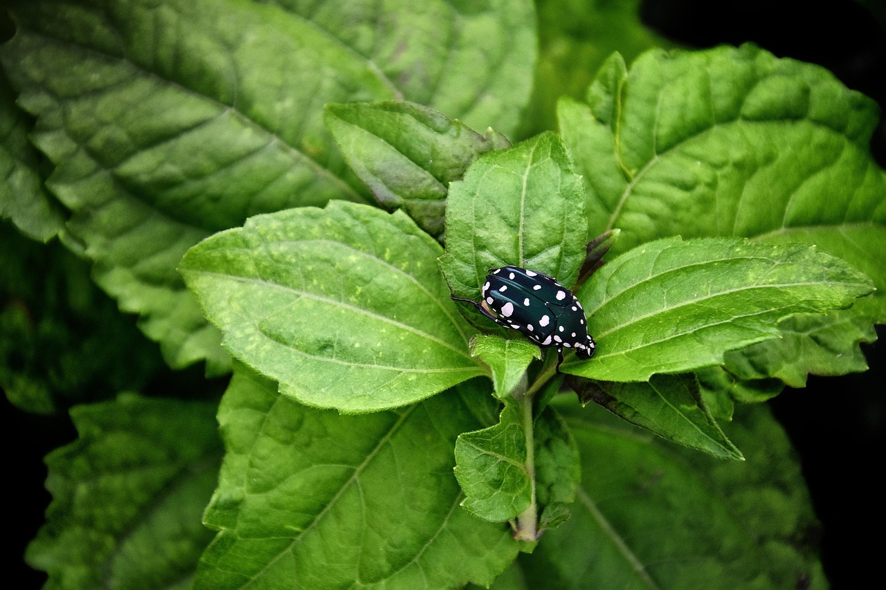 Insectto Insecto Escarabajo - Foto gratis en Pixabay - Pixabay