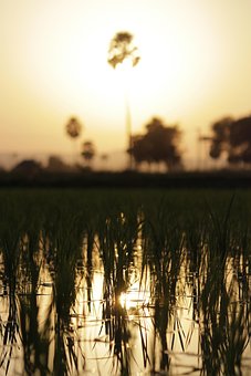 Sunset, Farm, Fields, Saturated, Macro