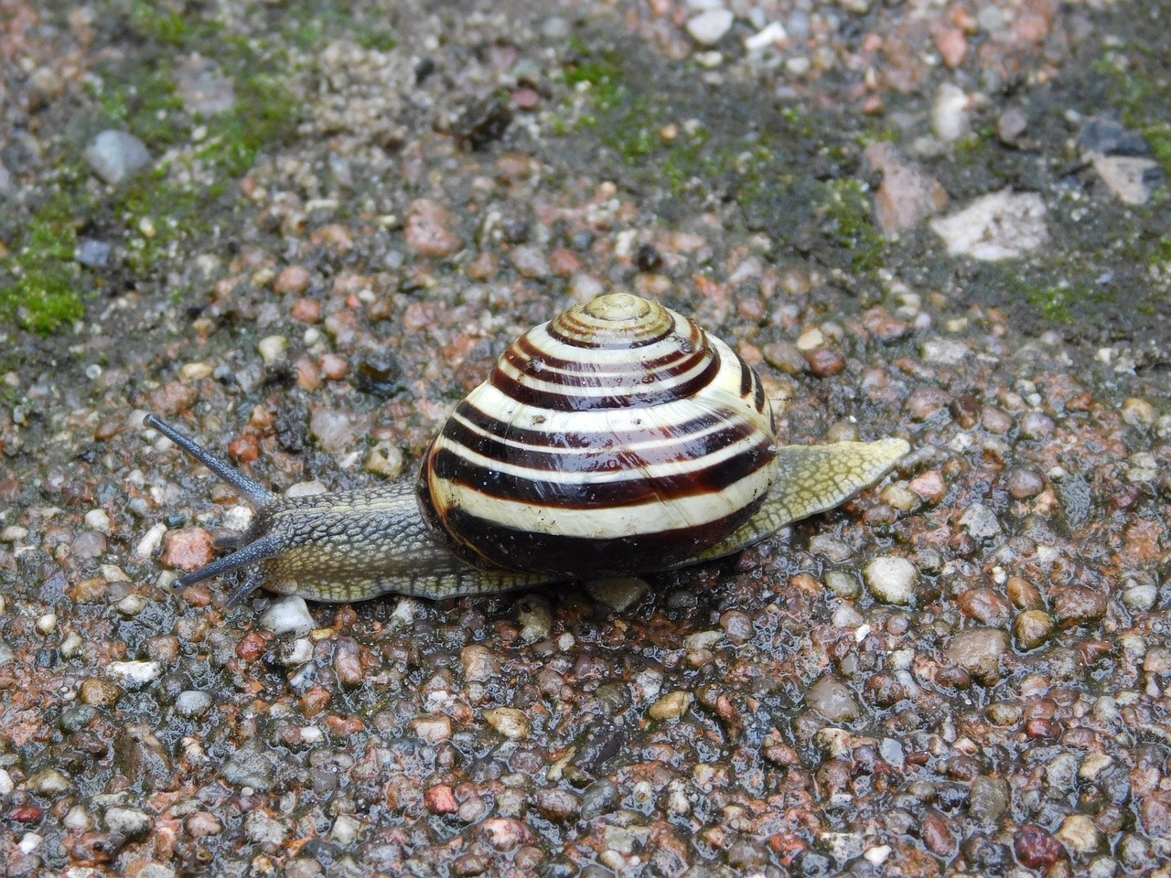 snigel-skal-natur-gratis-foto-p-pixabay-pixabay
