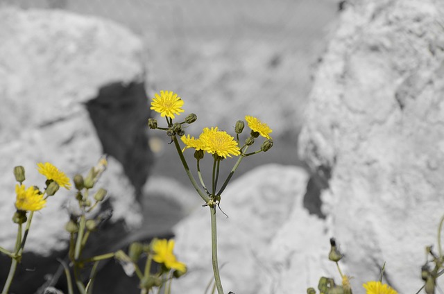 Free Flowers Yellow photo and picture