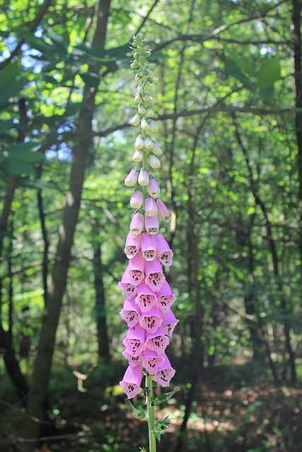 Degetar, Natura, Plantă, Pădure