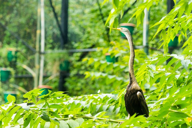 Pássaro, Verde, Folha, Natureza, Verão