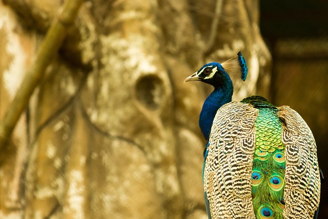 Pavão, Jardim Zoológico, Pássaro, Animal